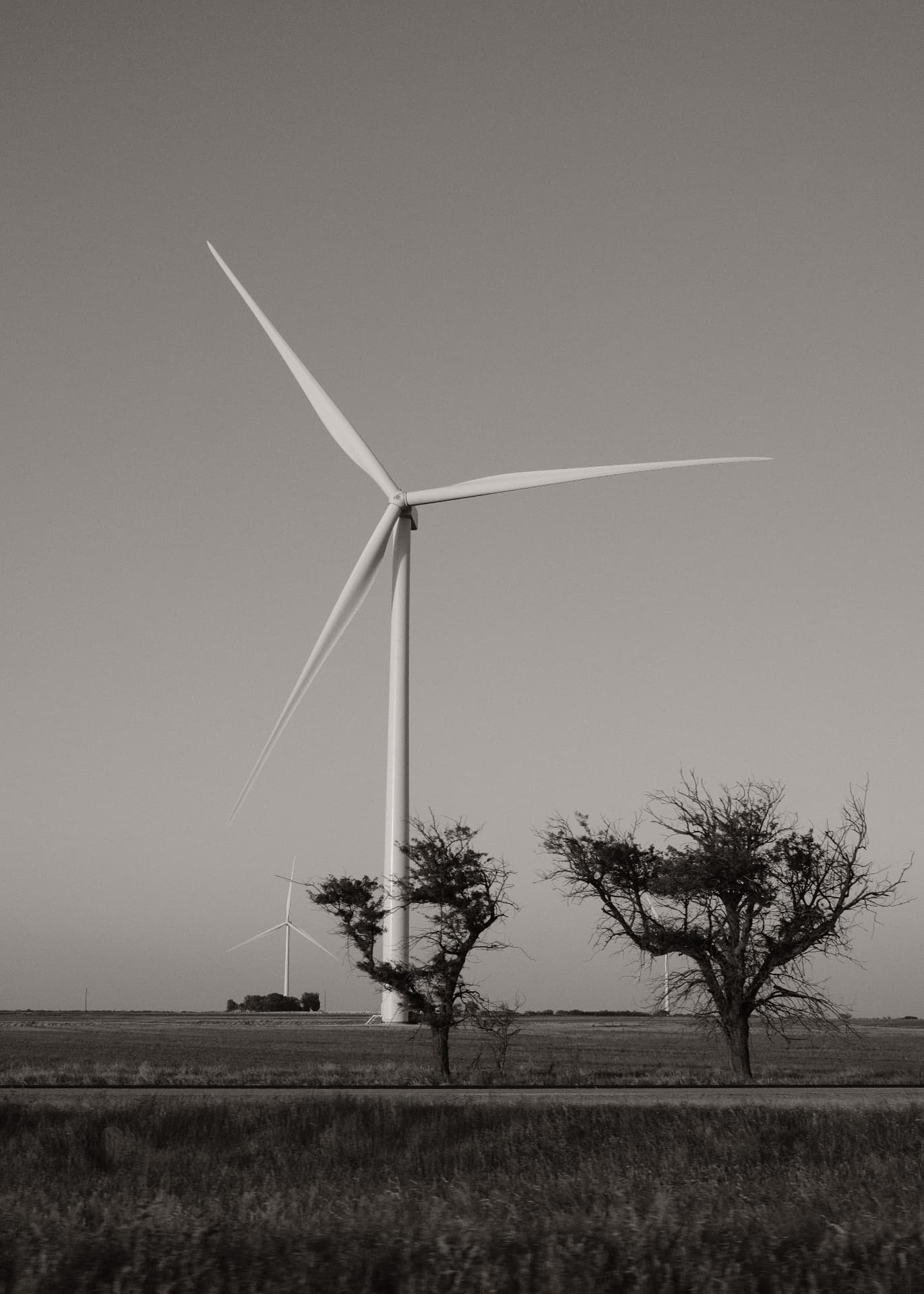 Black and white wind turbine rising above two mesquite trees