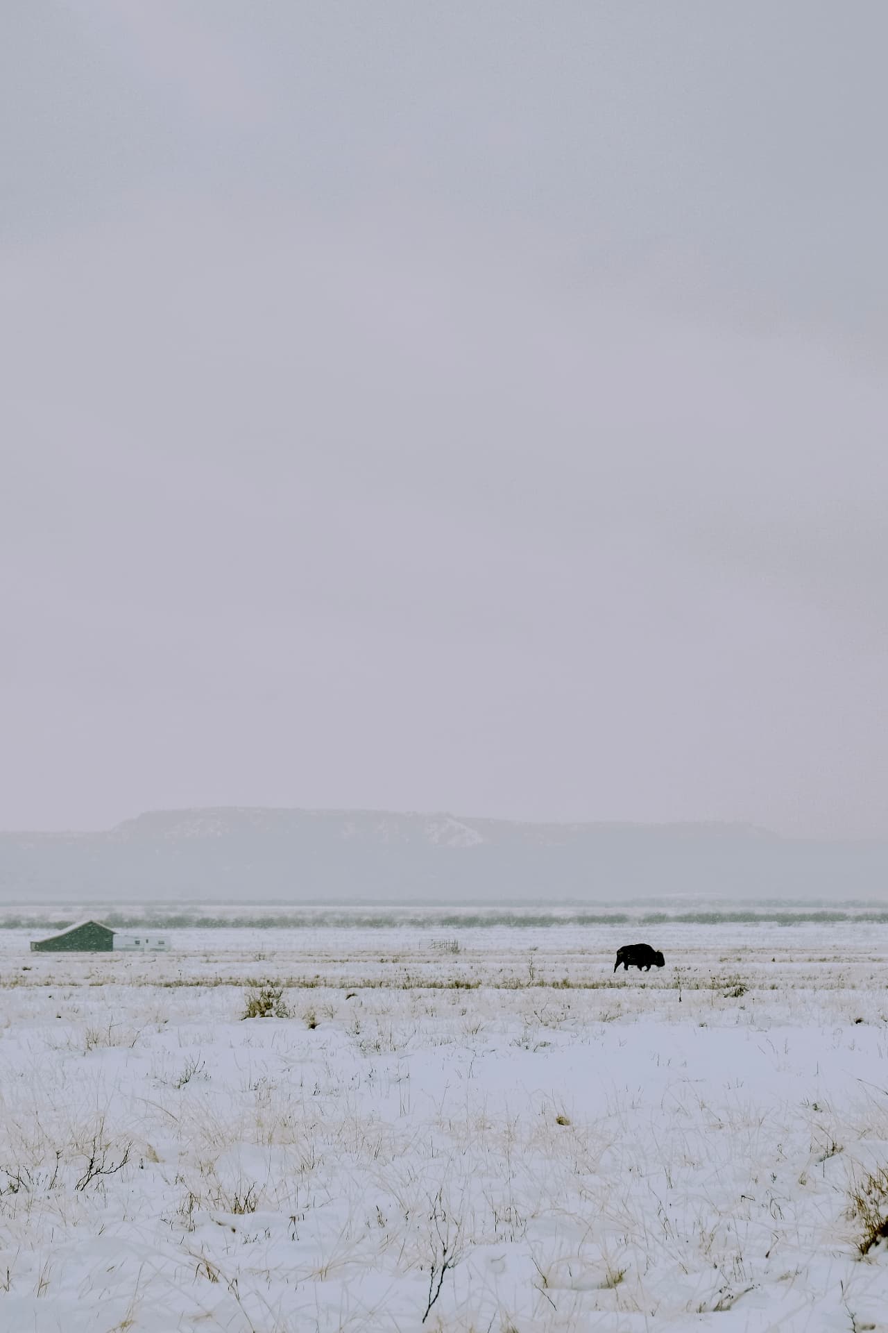 A lone bison crossing a snow-covered plain beneath a pale winter sky